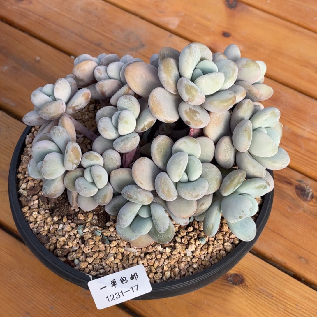 1231-17文瑜，，，，，，，。