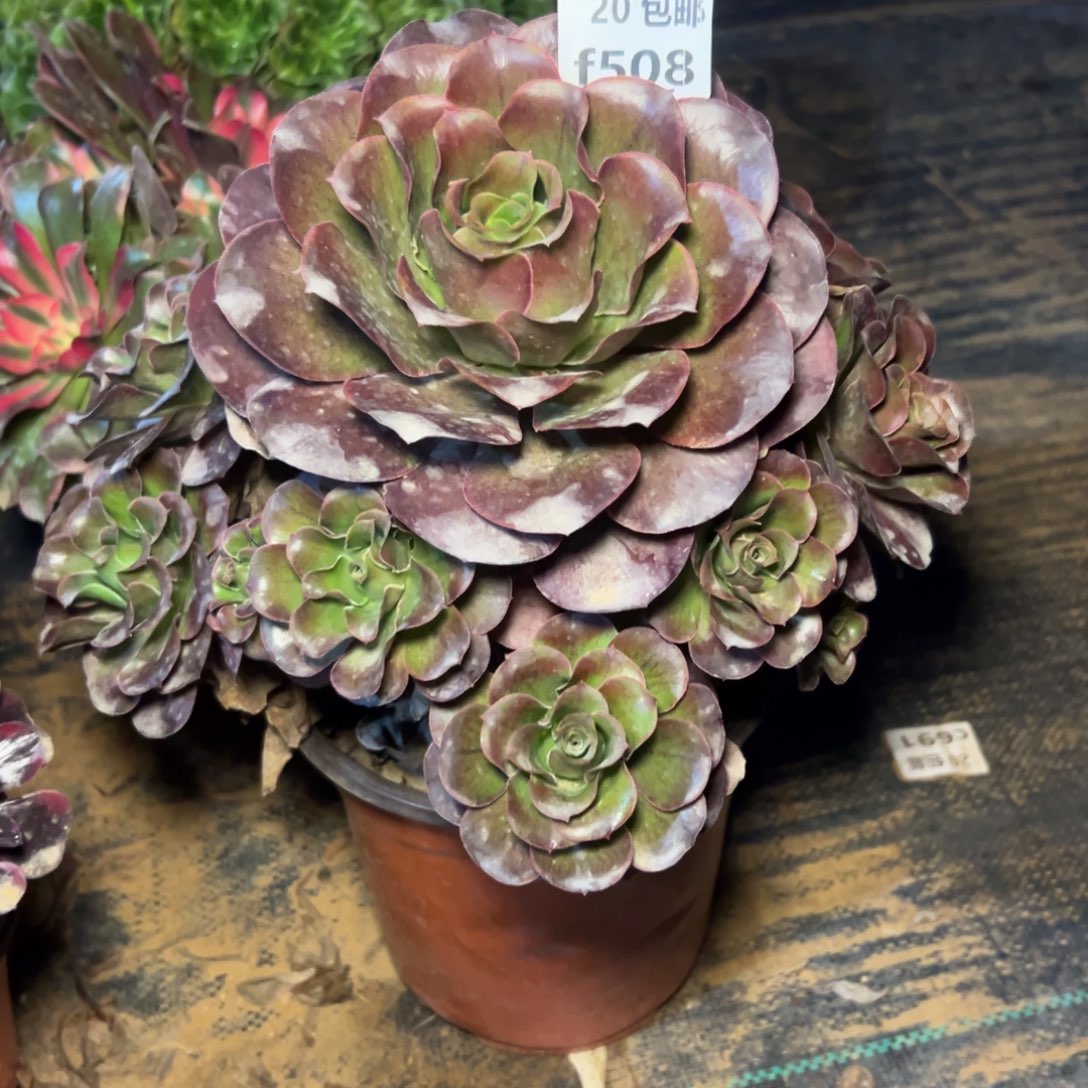 508魅金，满20包邮嘟叮熊