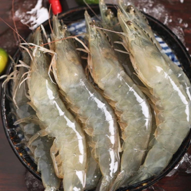 鲜活海白虾大白虾1斤 海鲜水产 大虾 保鲜不保活