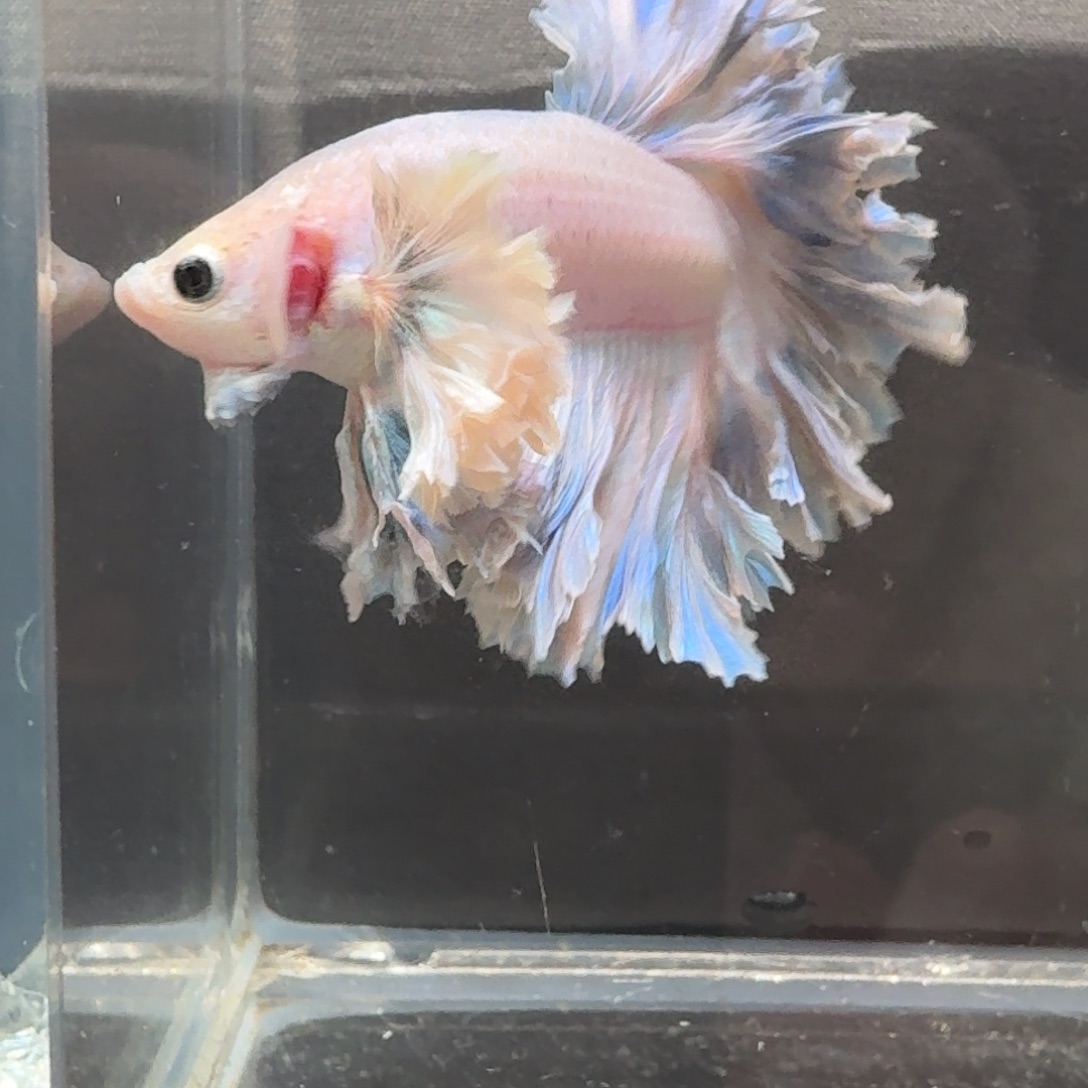 我***猫海水鱼51号印尼hmok