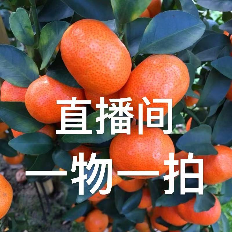 广西 各种 带果 柑橘 杯苗 3代脆蜜金柑 2代滑皮金桔