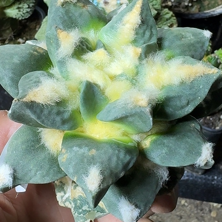 无花朵落地龙牙青瓷947