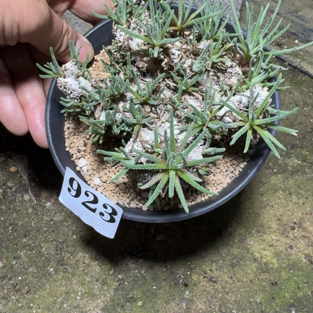 天赐多肉植物一物一拍