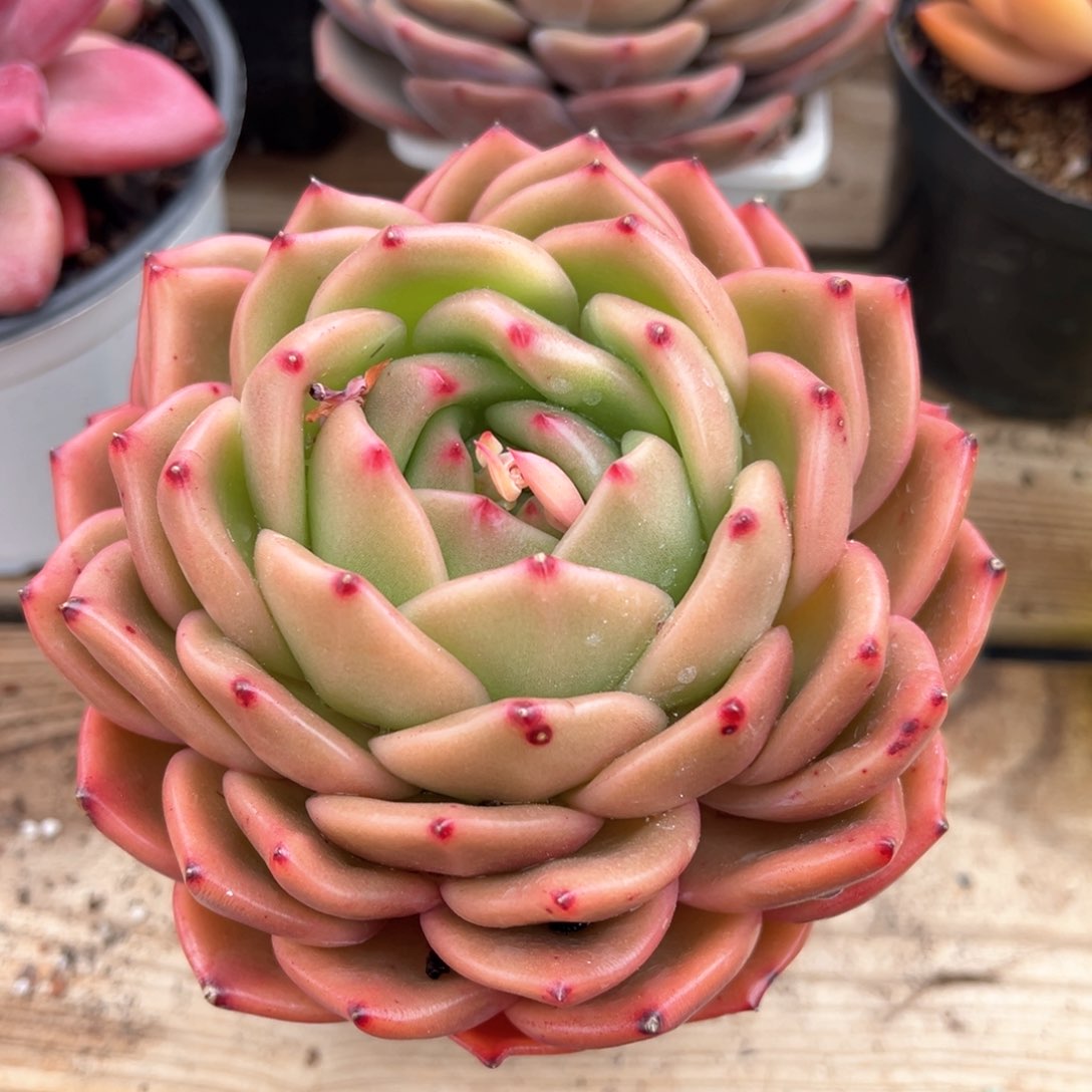 红酒东云多肉植物