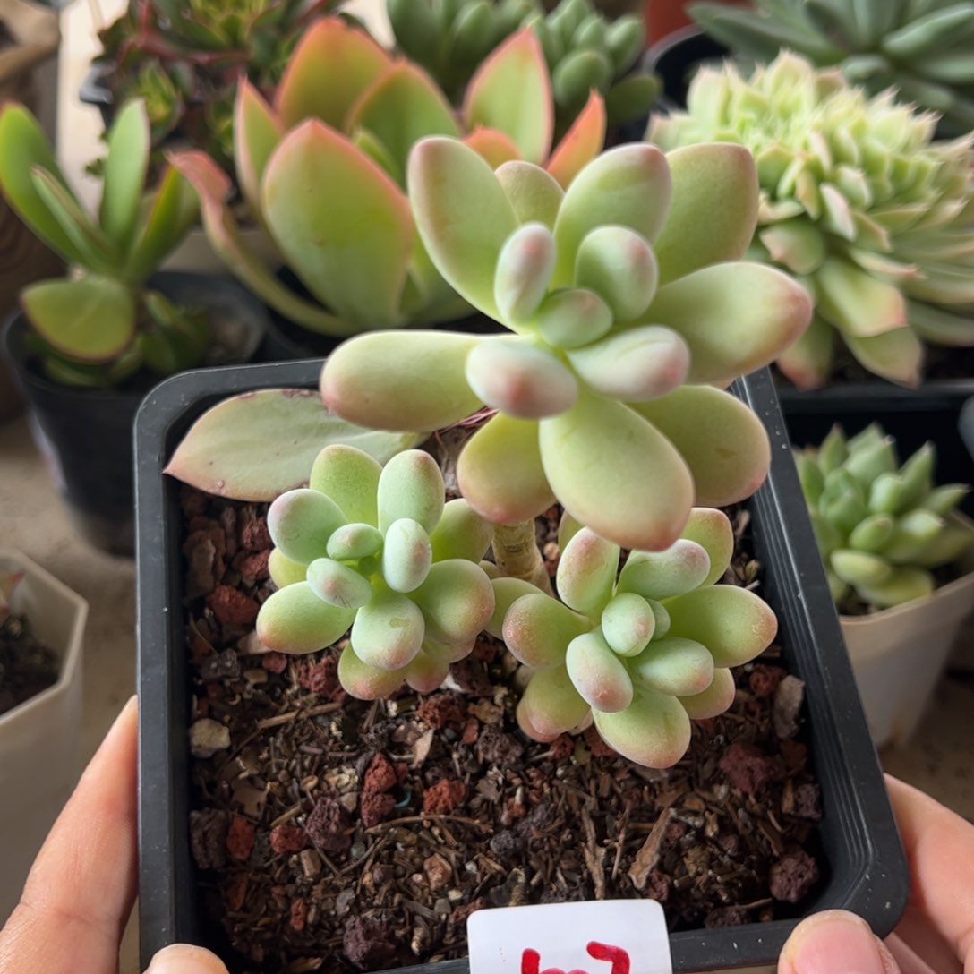 【闪购商品】苹果奶。507。111111