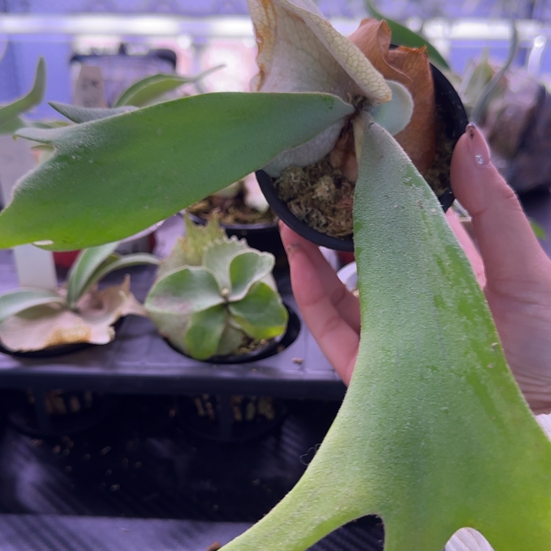 白爪哇鹿角蕨孢子苗