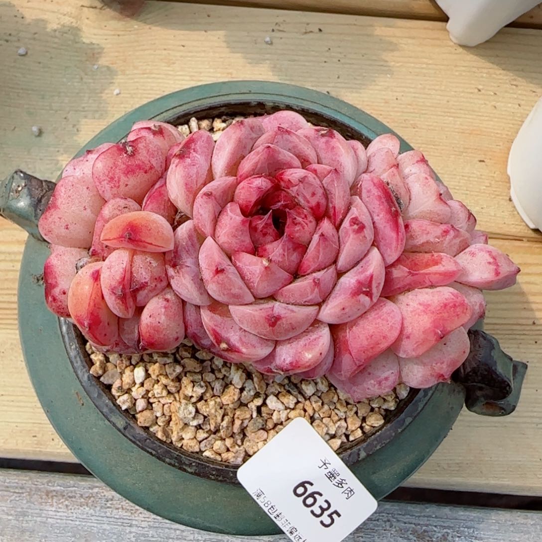 天鹅绒，6635多肉植物