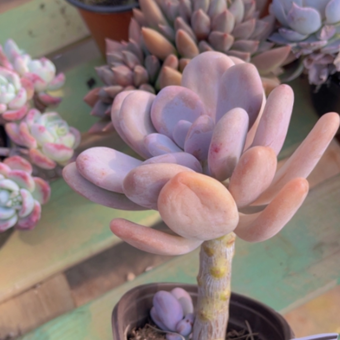 【闪购商品】橙雪球22173