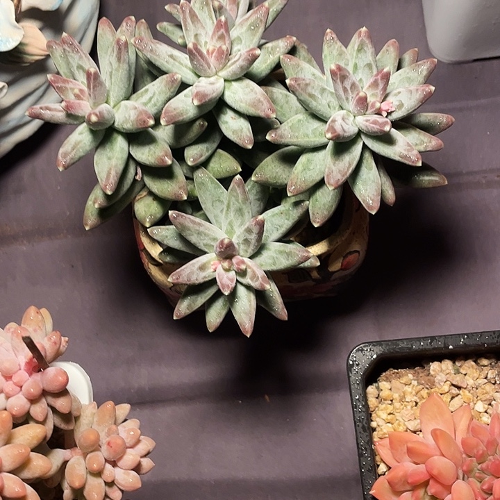 新***）乌拉可拉多肉发货