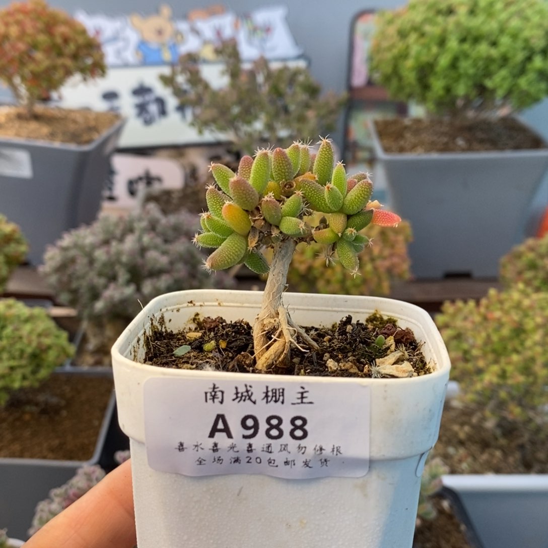 988玉米枝干番杏