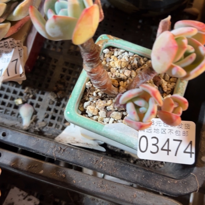 幸运的是我还没遇到你