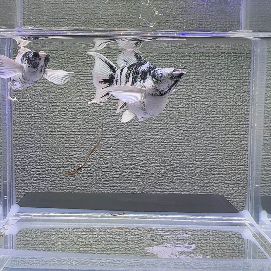 孔雀鱼水墨钻石眼