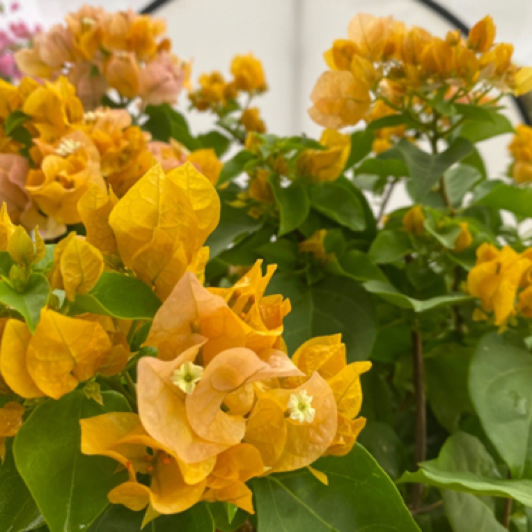 《加州黄金》三角梅绿植大盆口轻微落花落叶属正常现象