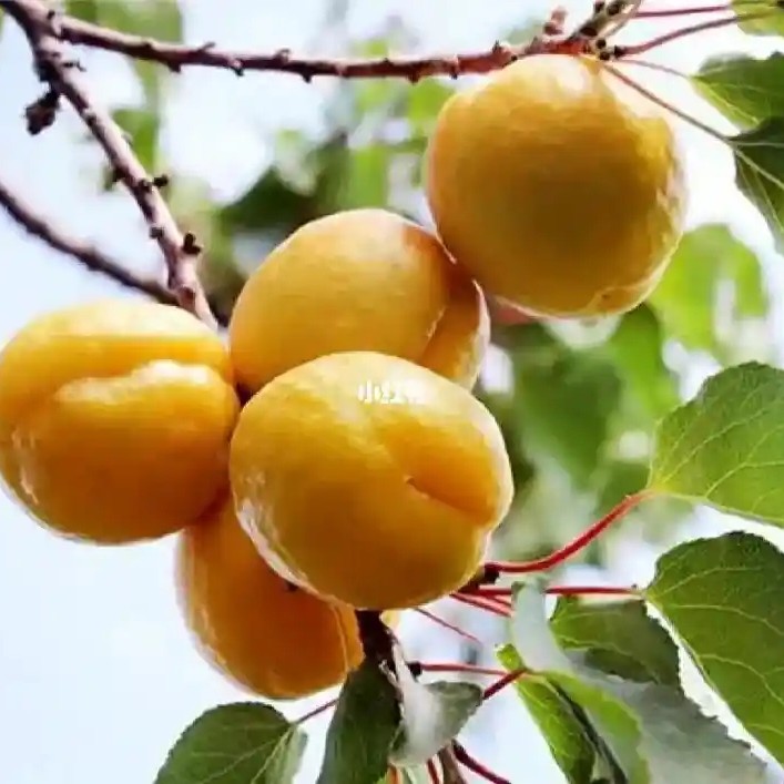 新疆吐鲁番李广杏2公斤净重包邮到家杏子新疆维吾尔自治区