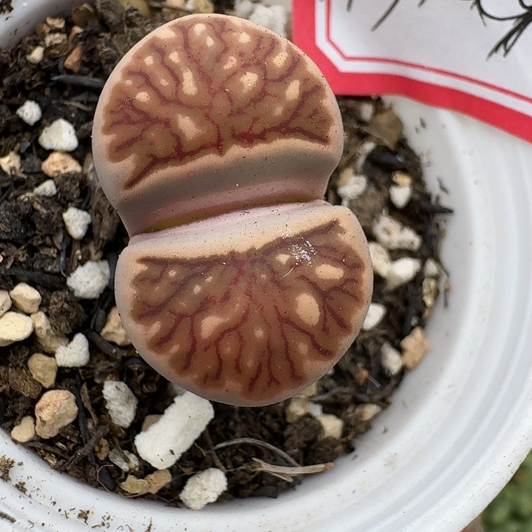 147多肉哈哈哈哈哈哈哈