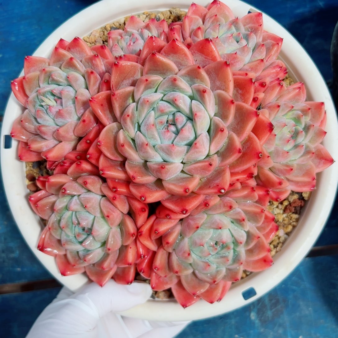 ?****?多肉植物多肉植物