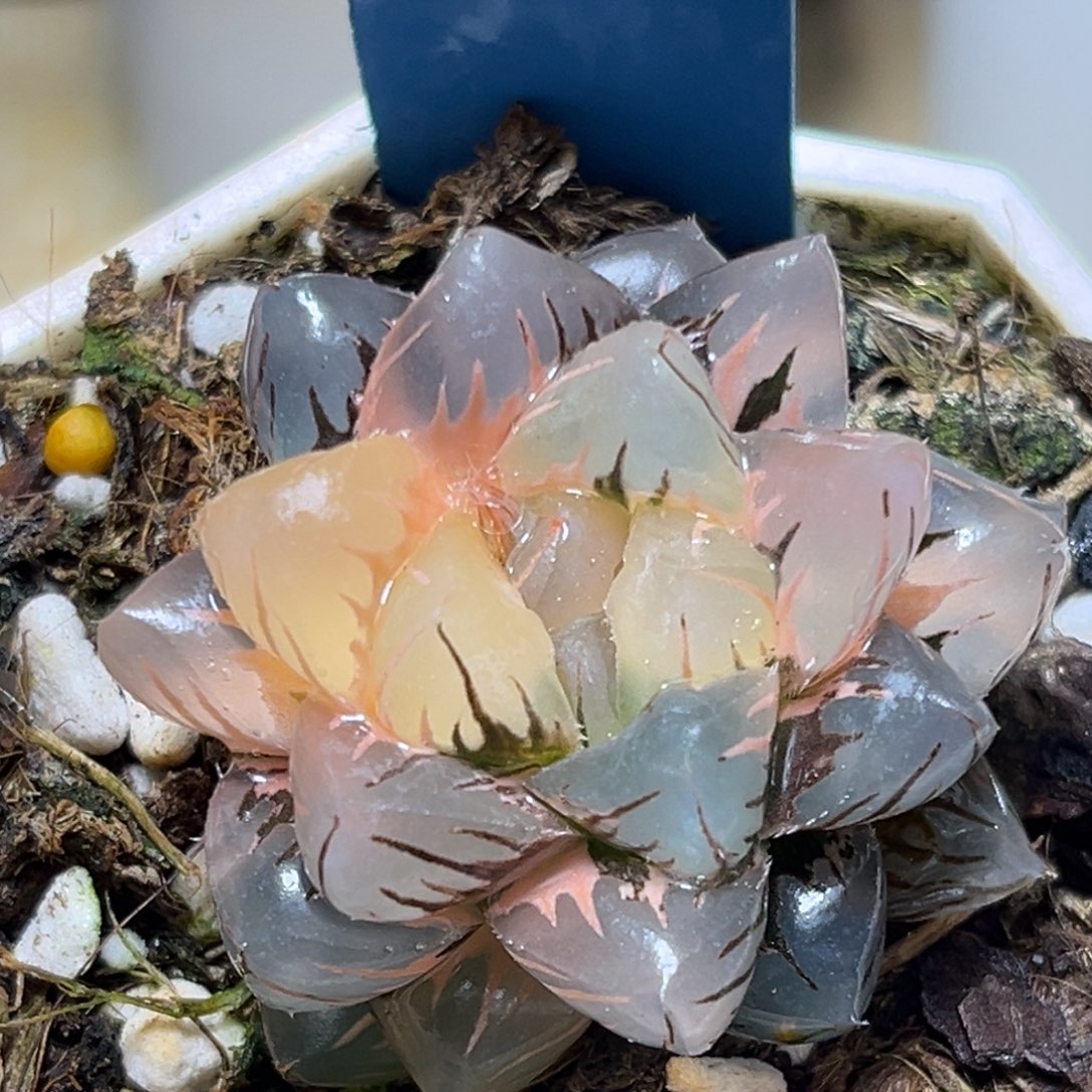 恭喜发财大吉大利0143