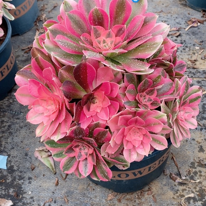 660粉女巫多肉法师