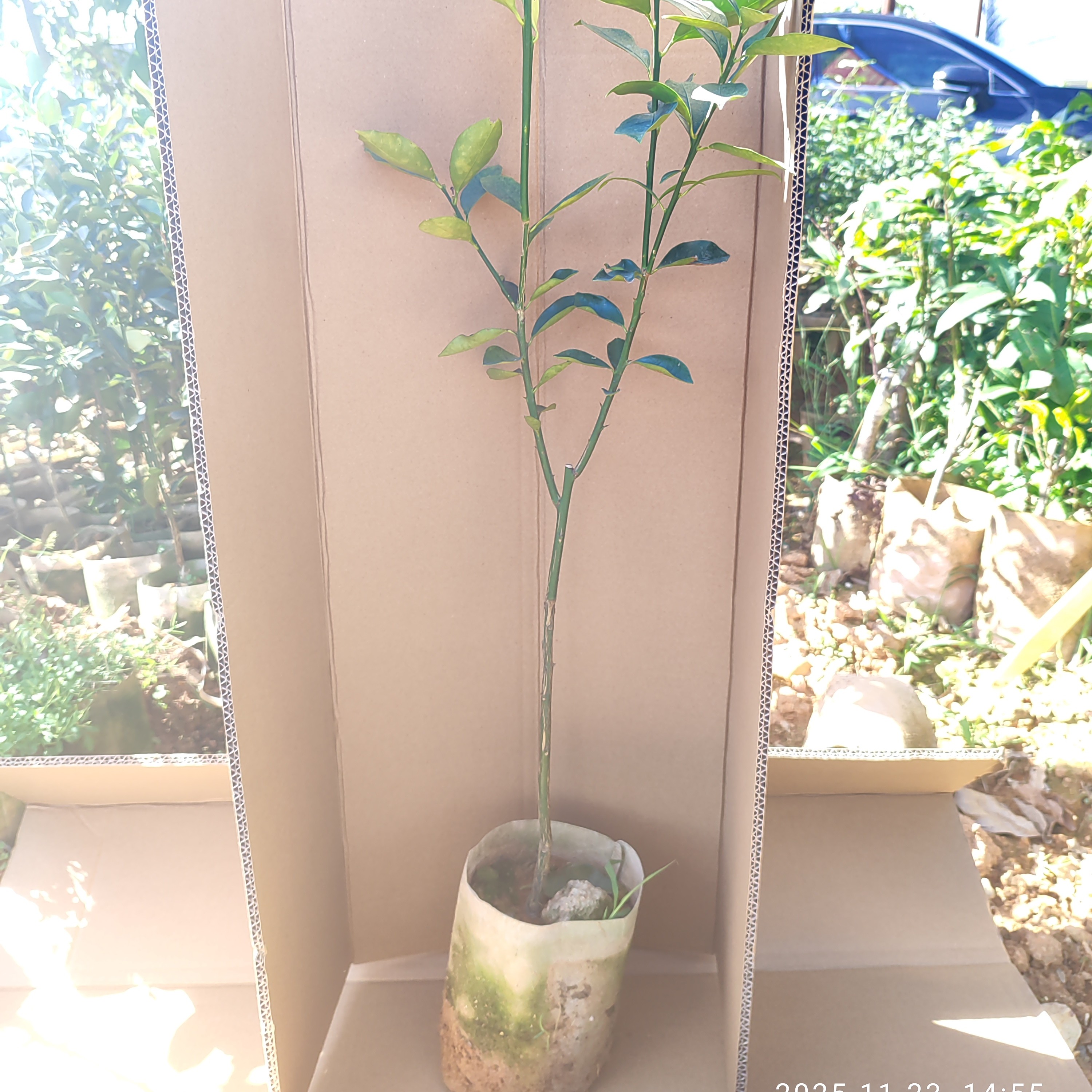 脆蜜金桔：绿植，观花赏叶吃果，云南芒市发货，可联系客服挑选