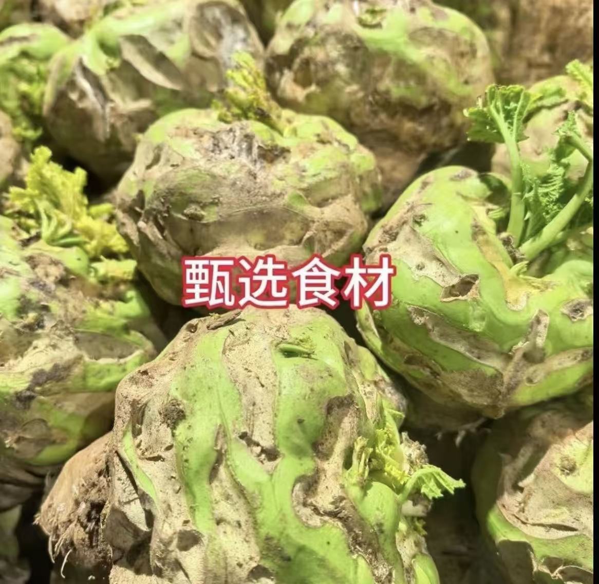 河南农家新鲜狮子头芥菜疙瘩农家自种可腌咸菜现挖现发