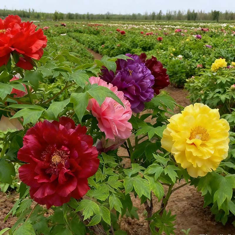 【什锦】牡丹花树苗盆栽大苗洛阳正宗带花苞牡丹花种四季重瓣花卉姚