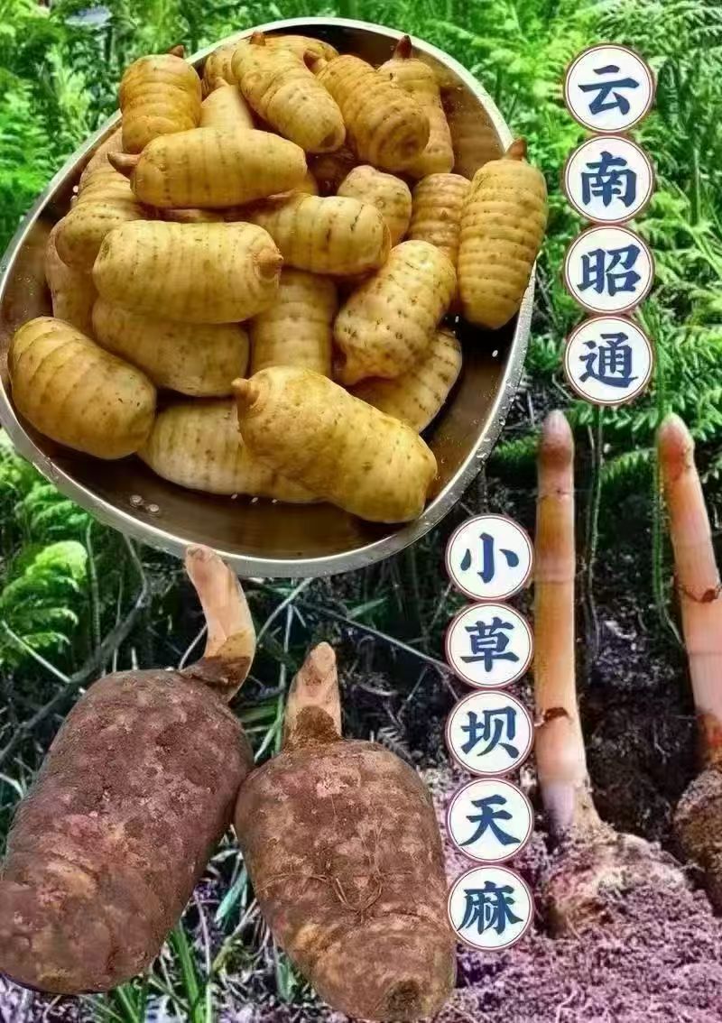 昭通小草坝天麻云南新鲜天麻现挖高山老品种林种植天麻营养产地发