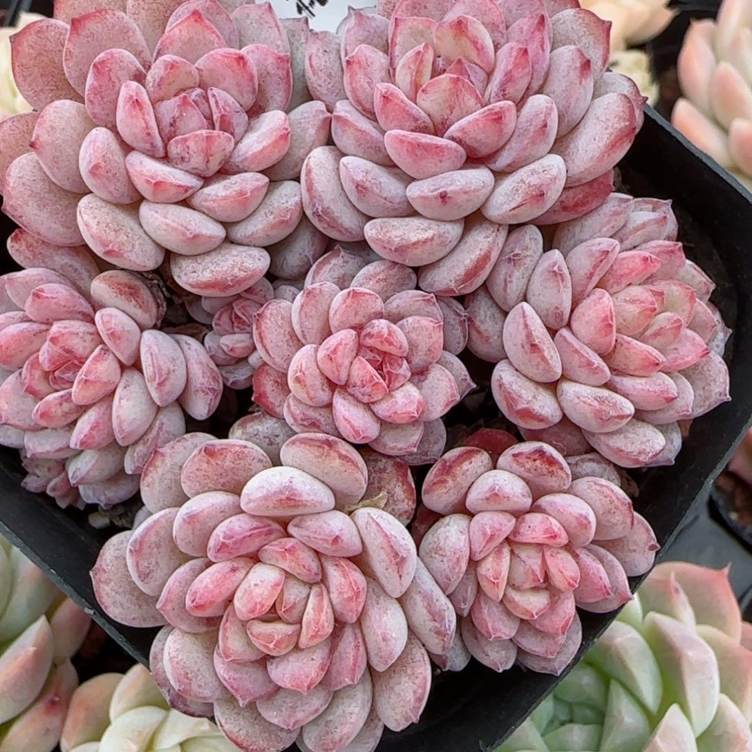 花语逸镜0214-307djc点将船