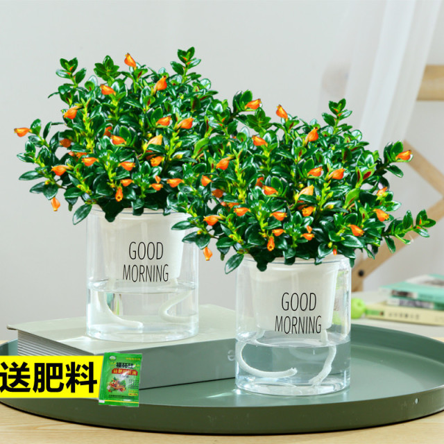 金鱼花吊兰盆栽办公室内花卉四季常青好养阳台桌面小绿植水培植物