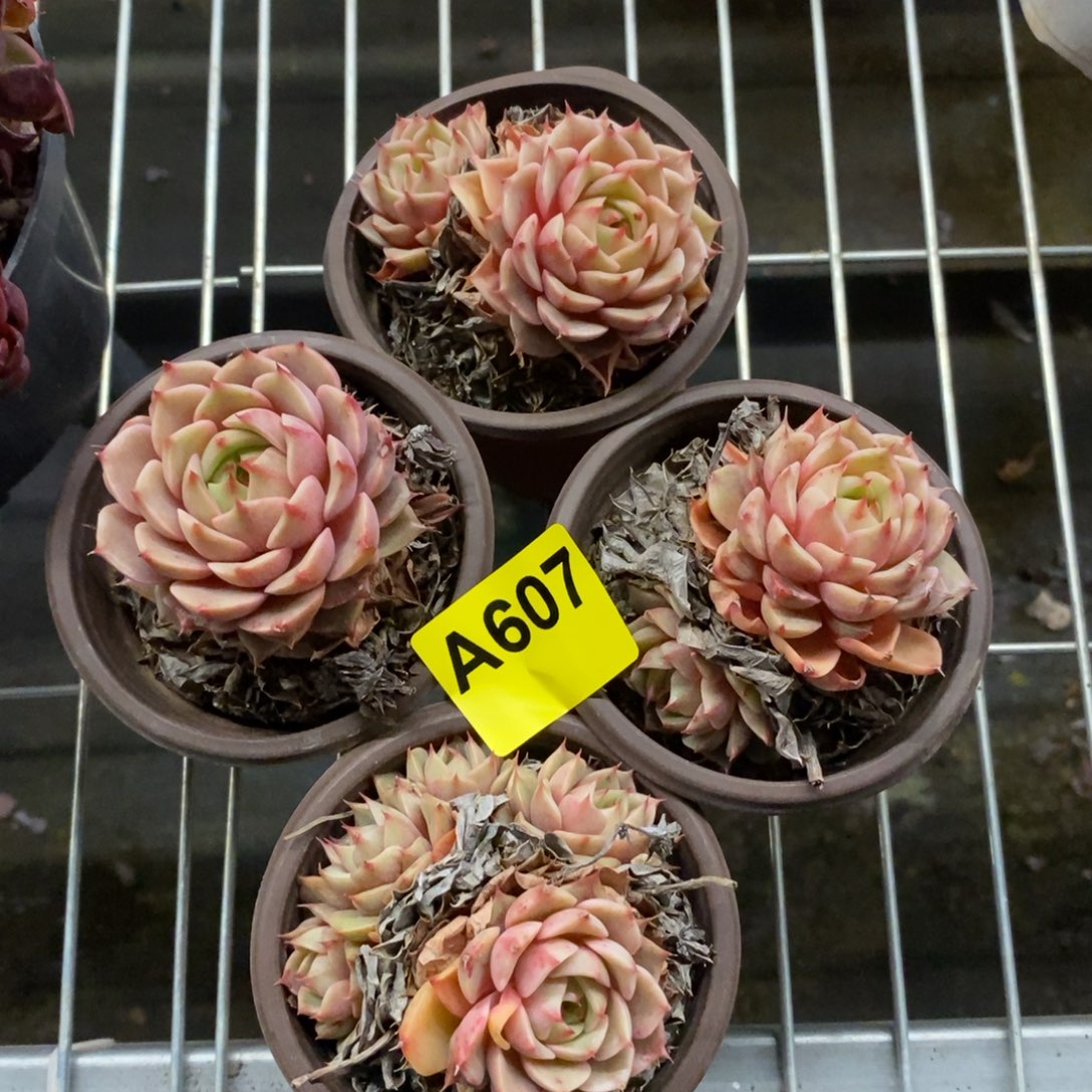 ᨳ***ᐝ607笨吧蒂斯一物一拍四杯