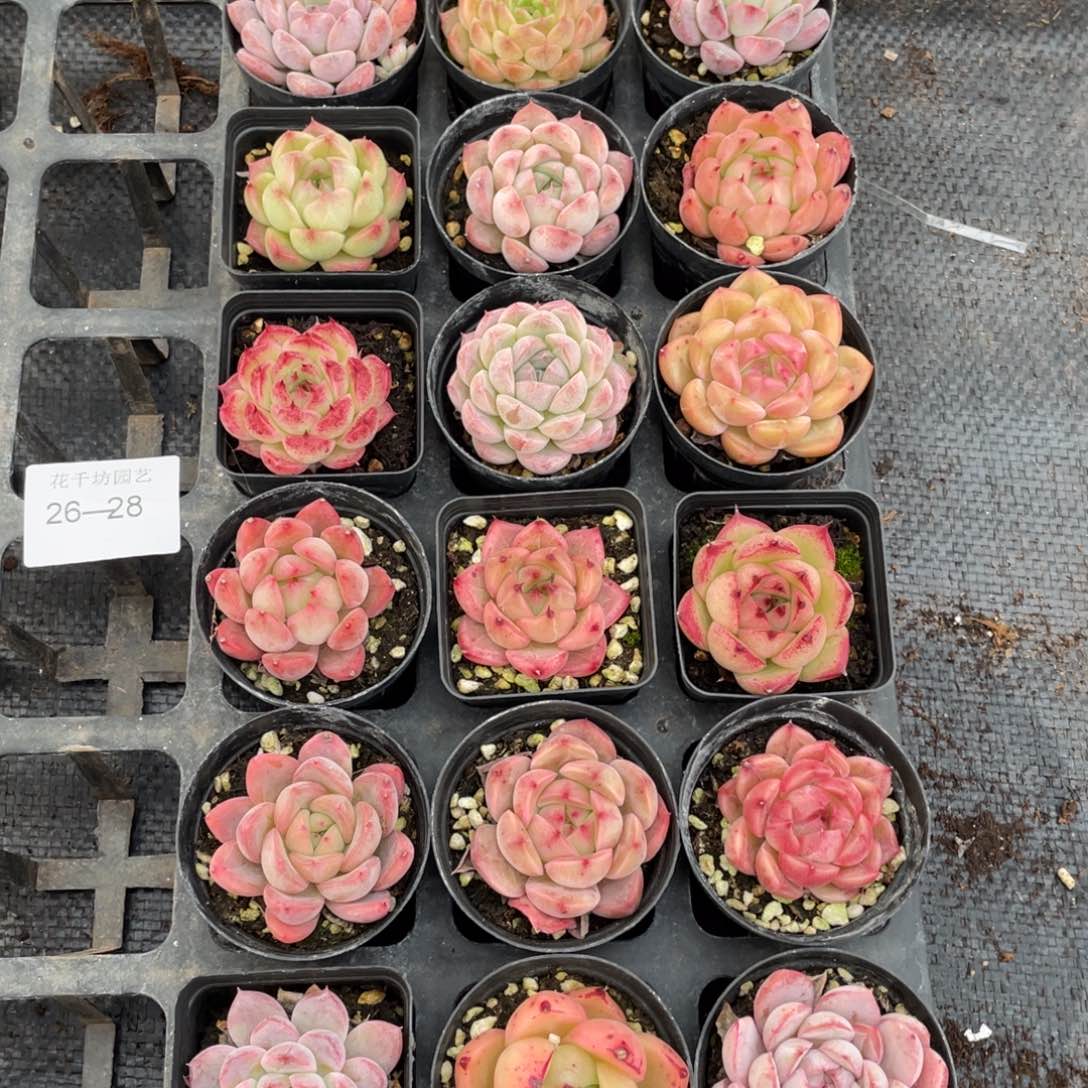 一物一拍18棵26-28