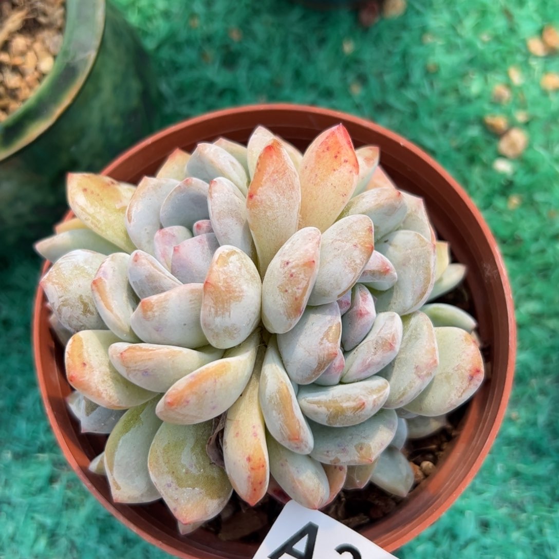 301 满38元包邮多肉植物