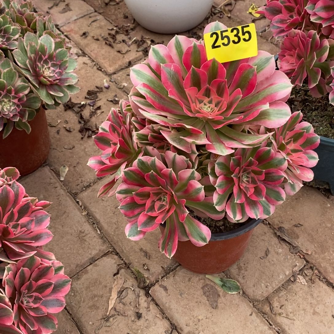 粉女巫多肉植物2535