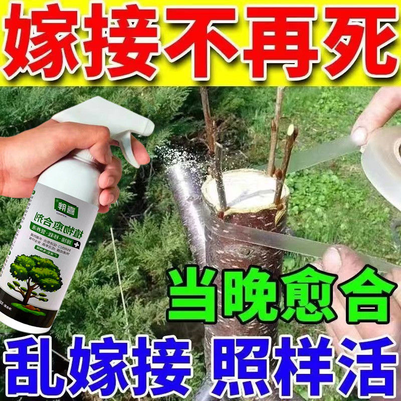 【果树嫁接一喷绿】当晚出芽植物盆景花卉伤口防护树木嫁接愈合剂