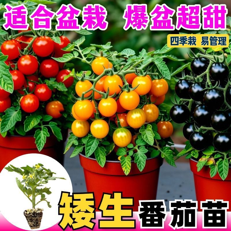 矮生番茄苗盆栽小番茄苗阳台西红柿红黄圣女果千禧蔬菜苗幼苗秧苗