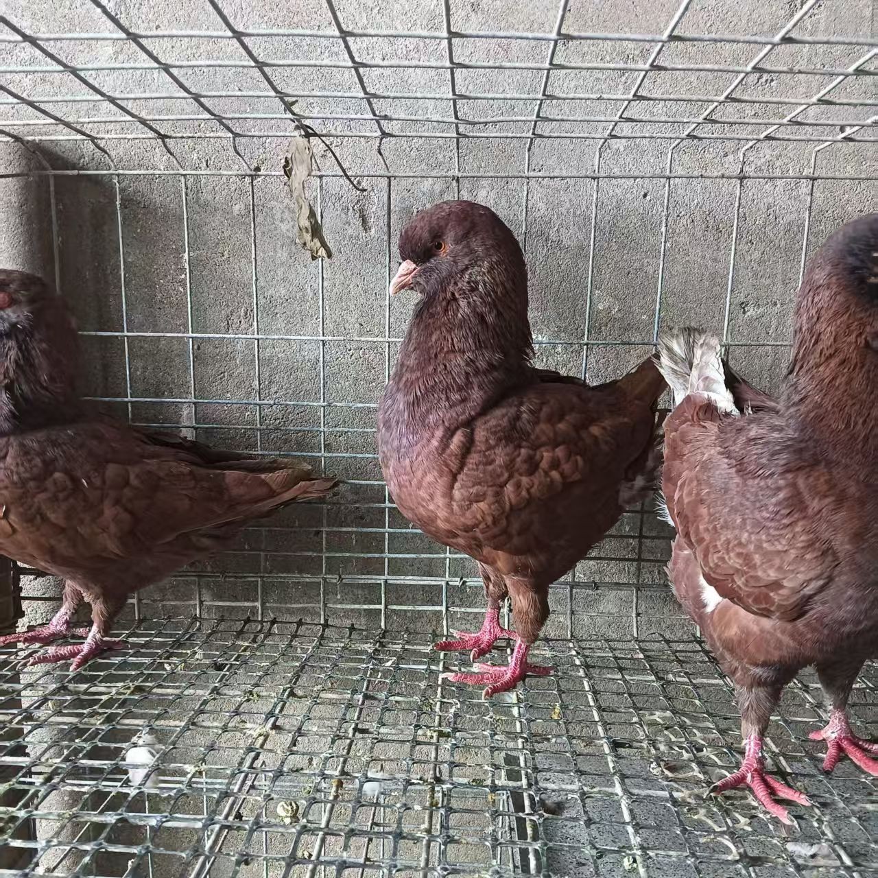 正宗落地王鸽子活体繁殖观赏肉鸽