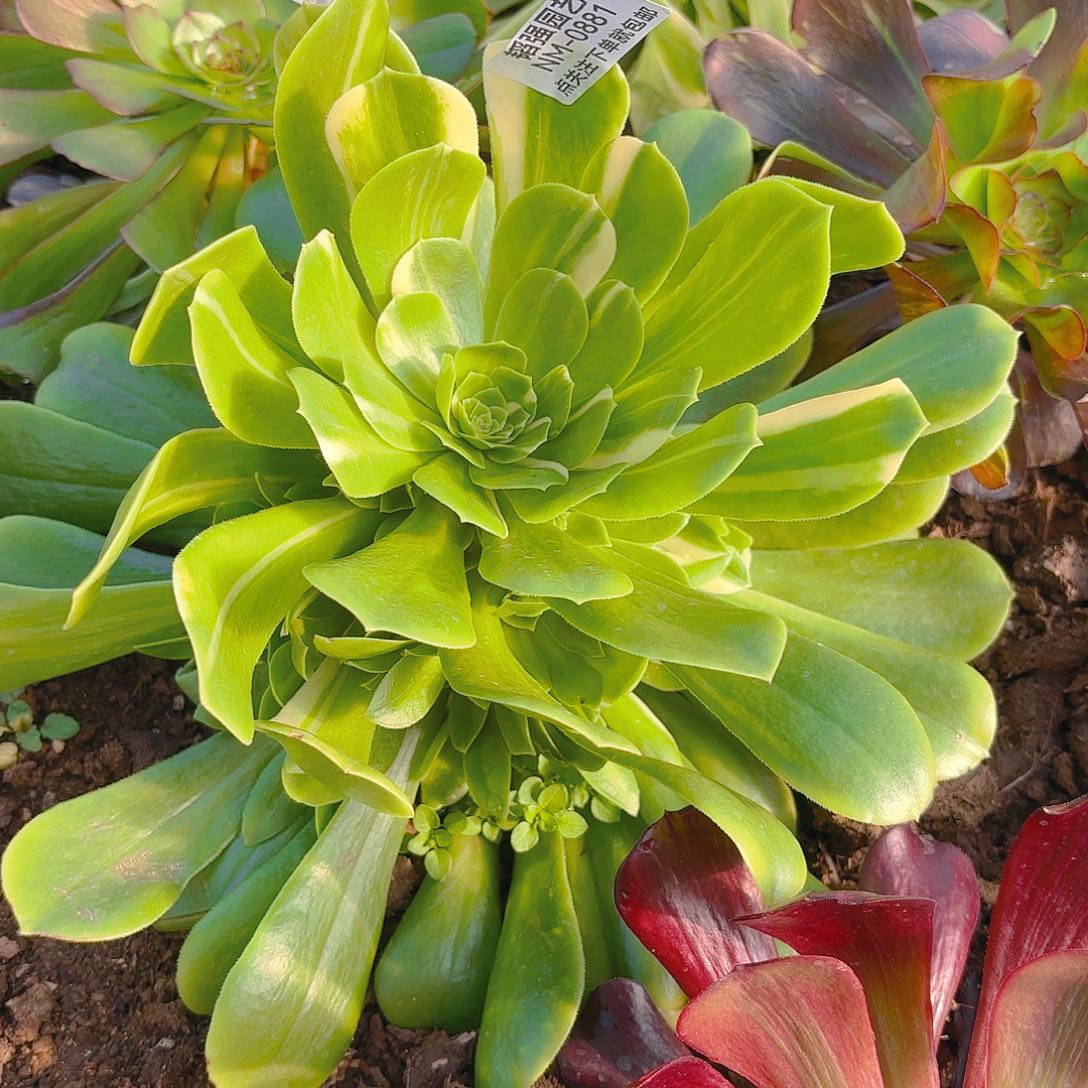 绿花脸多肉植物881