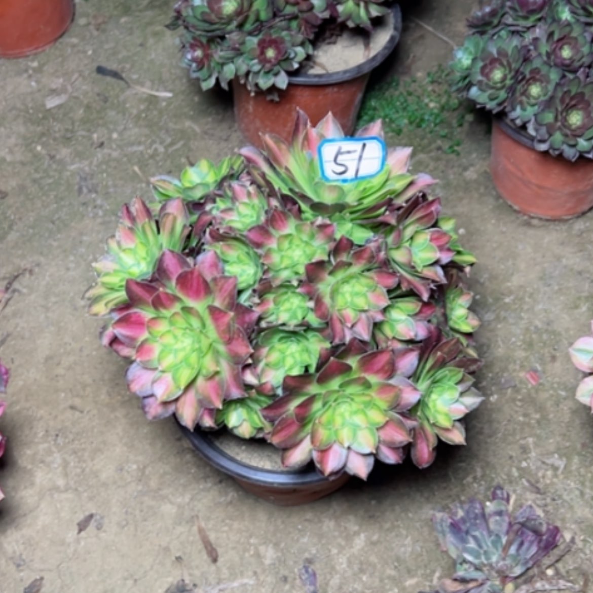 【闪购商品】多肉植物绍华51