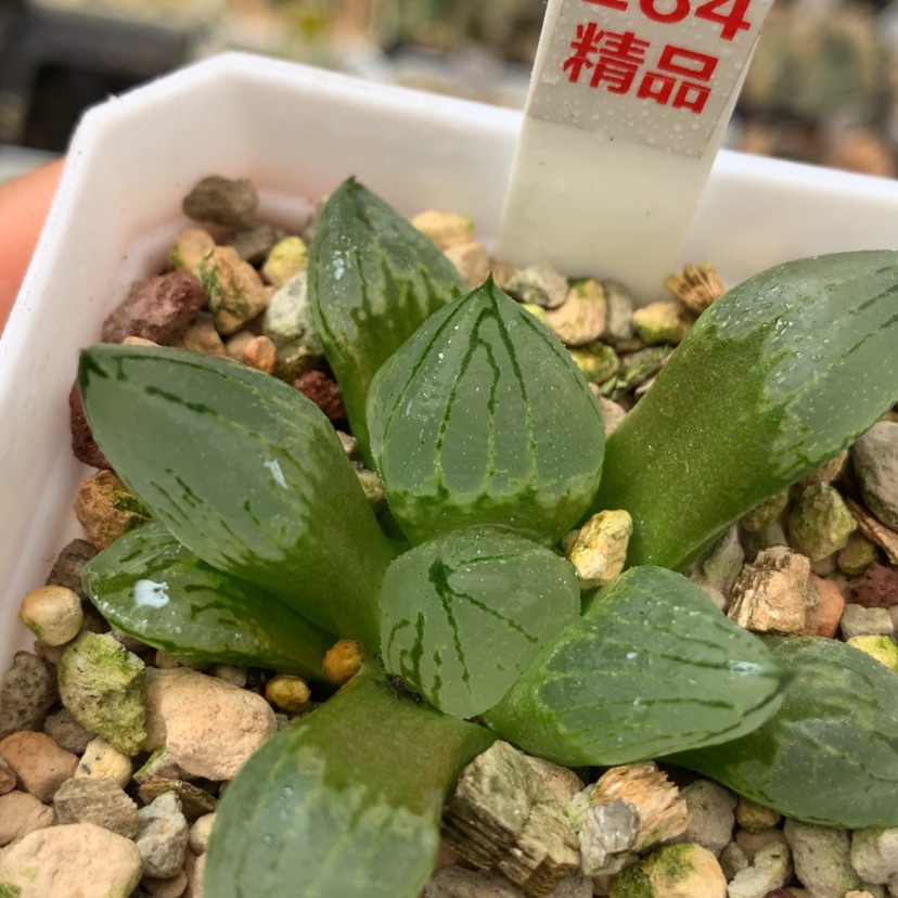 【闪购商品】284虞美人