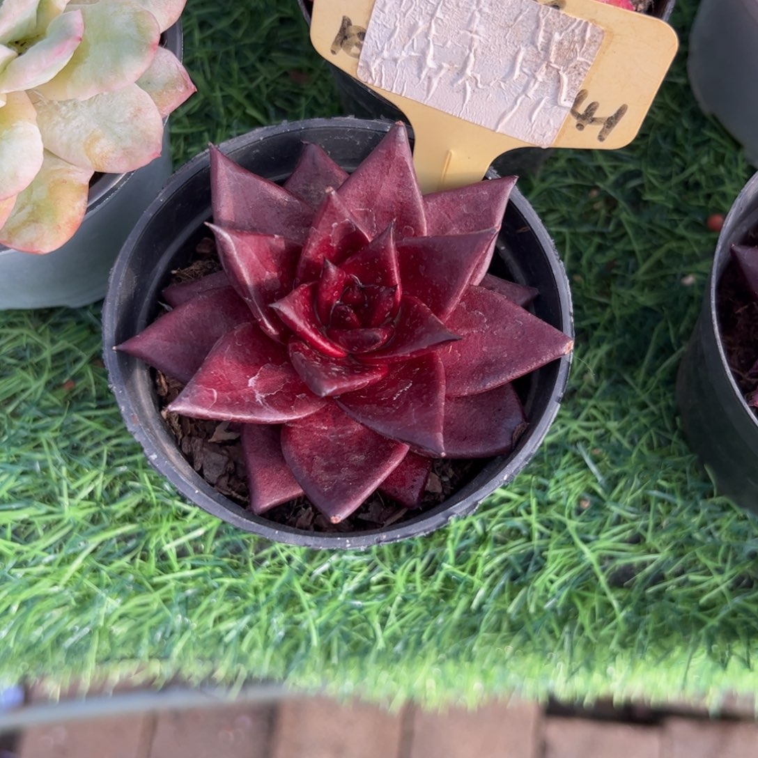 罗宾多肉植物保护