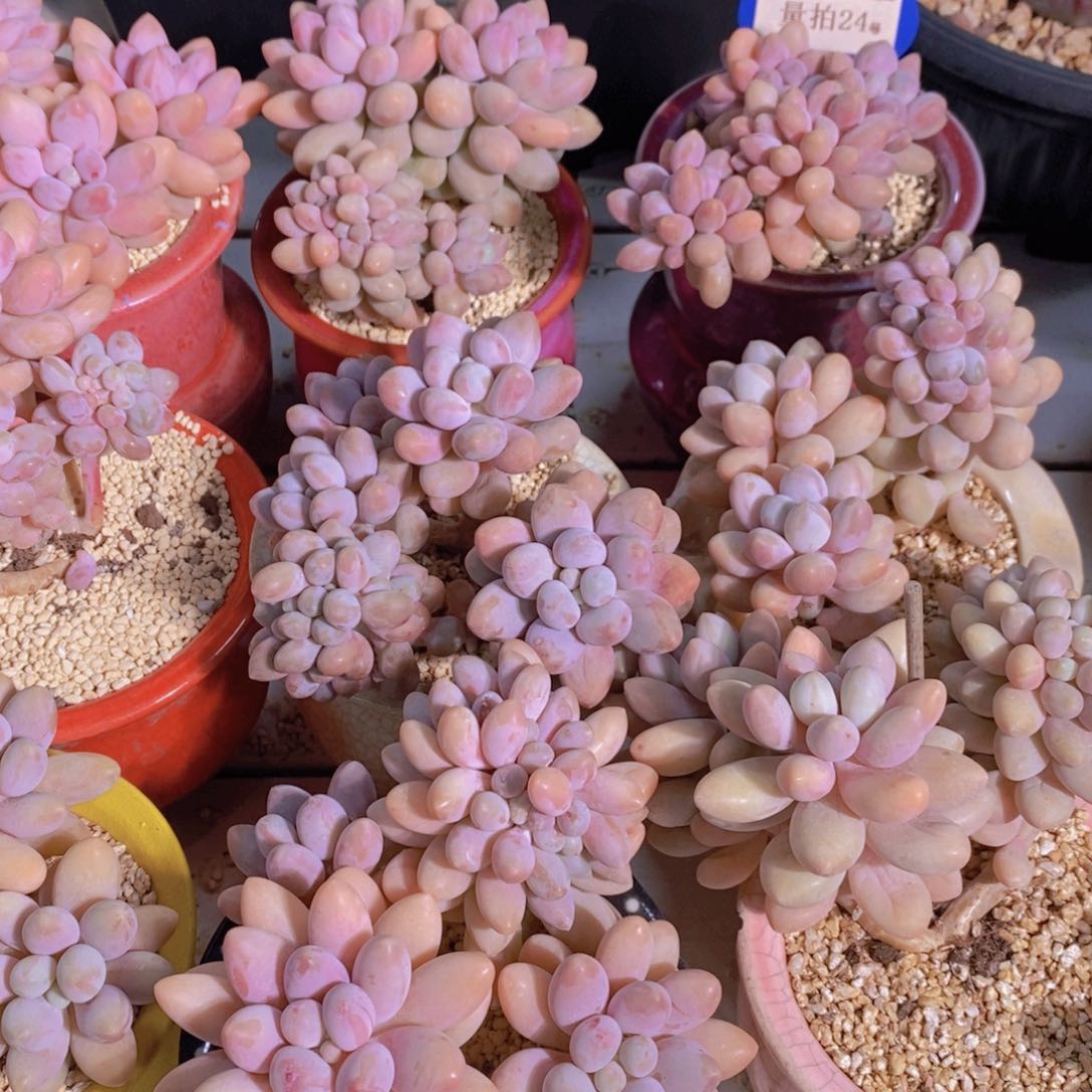 量拍24号 精品母本老桩汤圆缀化一个