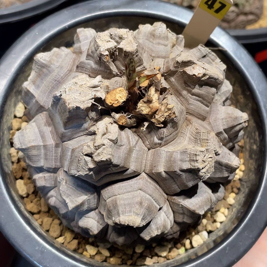不**赞47龟甲龙不退不换