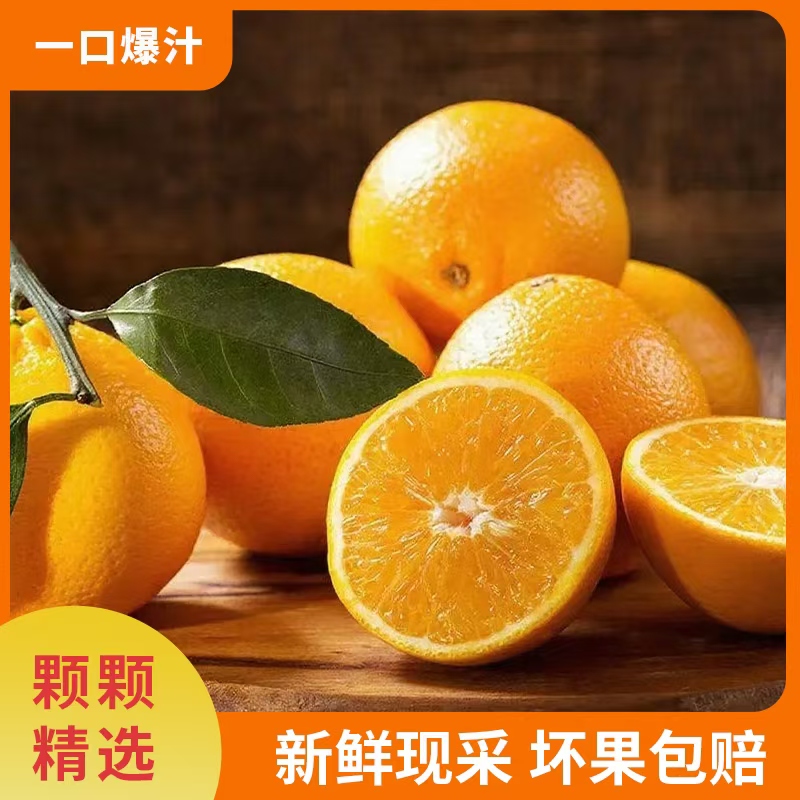 福建祖兴正宗红美人脐橙新鲜现摘现发爆甜多汁水果当季皮薄橙子