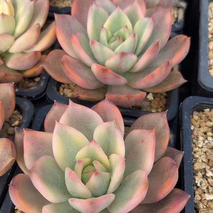 卡梅拉锦量拍，多肉覆轮锦