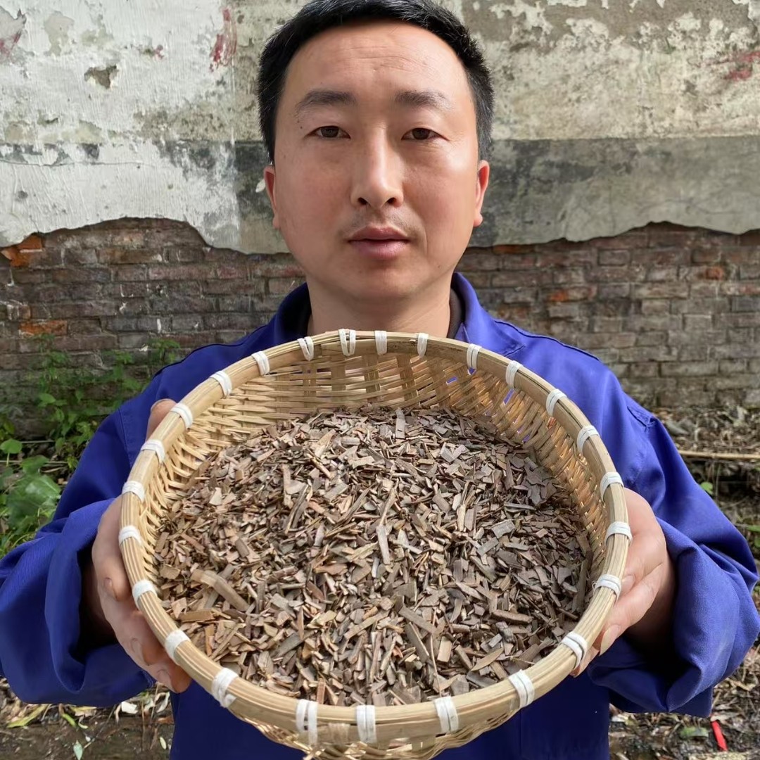 鬼箭羽 陕西鬼箭羽 鬼见愁卫矛大山采摘非种植