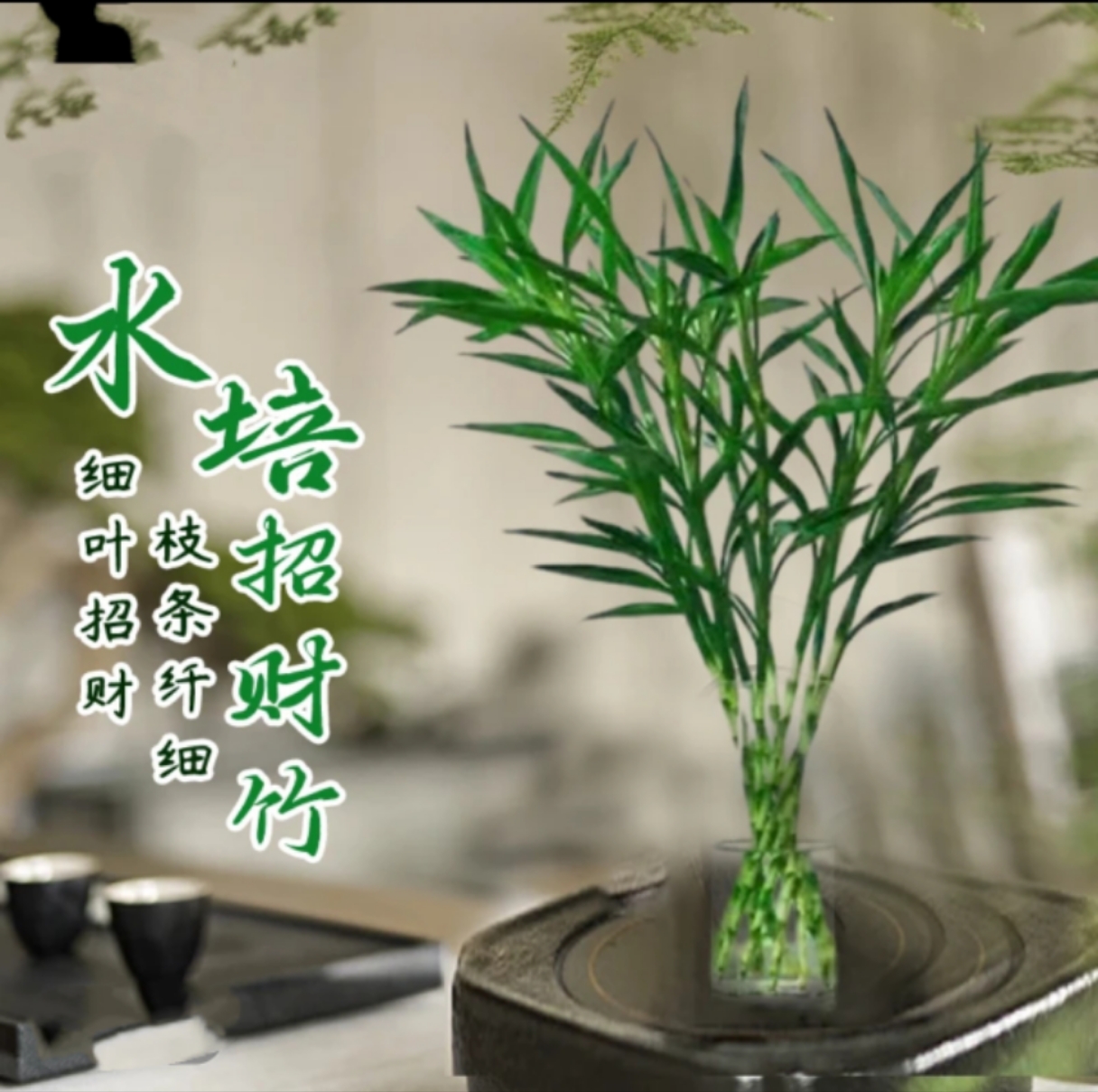 【招财进宝】招财竹鲜切水培绿植盆栽水培富贵竹好养易活四季常青