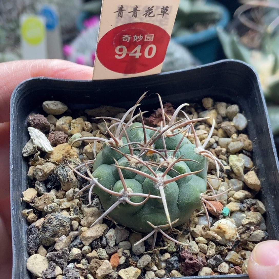 实生刺球一颗仙人球