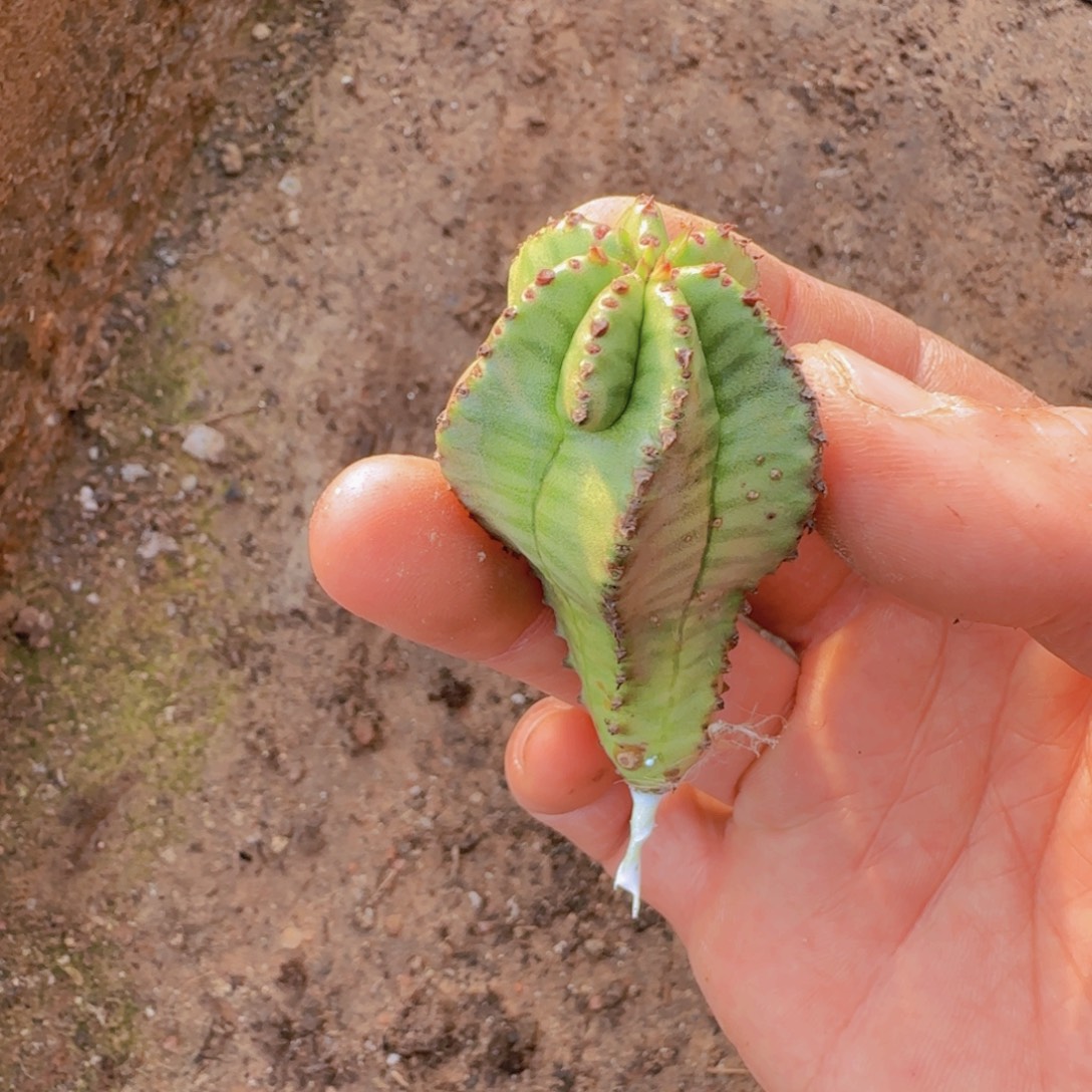 在***.块根植物块根植物