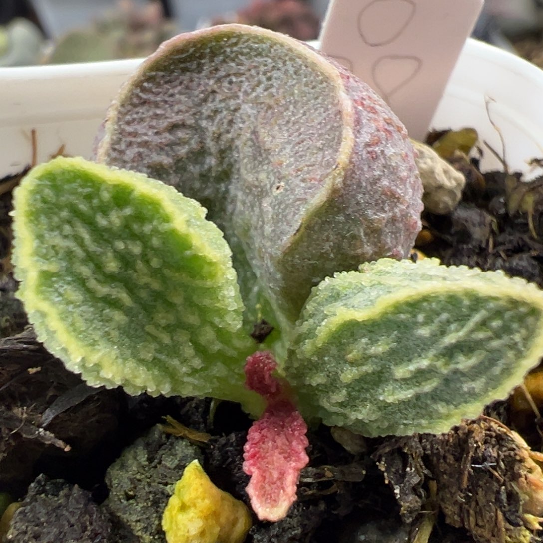 实生新品竖条纹大苗