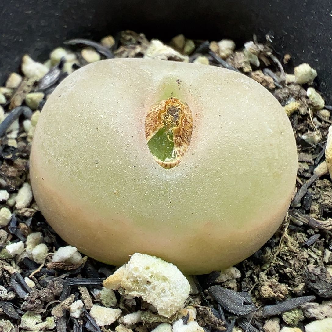 703蟠桃带盆土发货