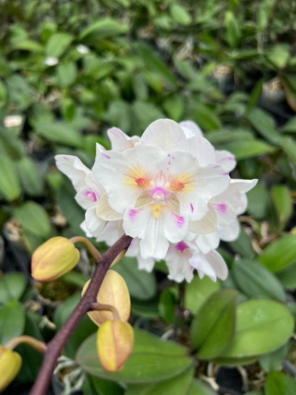 1500蝴蝶兰，一物一拍